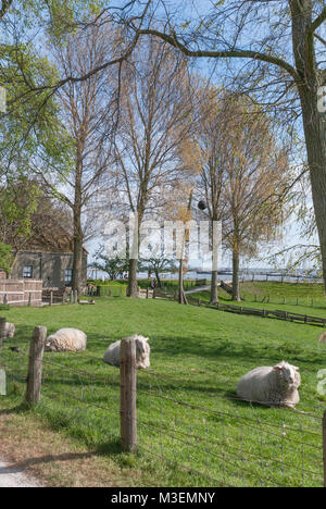 Enkhuizen, Pays-Bas - 20 Avril 2007 : les moutons dans le pâturage au printemps au Musée du Zuiderzee Zuiderzee qui montre la vie telle qu'elle était de 1880 à Banque D'Images
