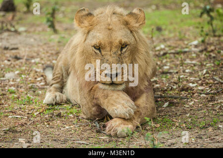 Un jeune lion (Panthera leo) couche avec sa tête reposant sur les pattes croisées dans une pose pensive. Delta de l'Okavango, au Botswana. Banque D'Images