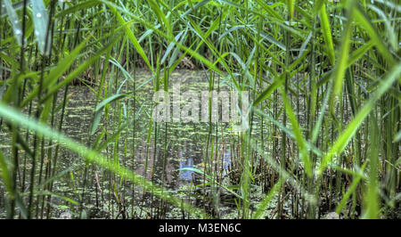 Gouttes d'eau sur une plante prises en 2015 Banque D'Images