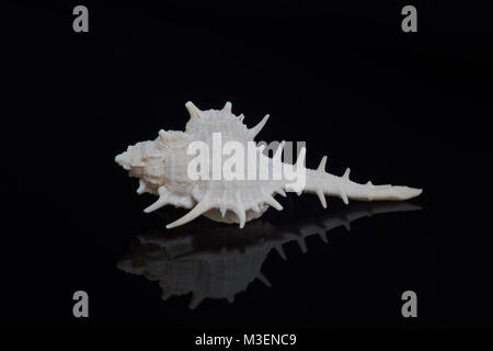 Mollusque blanc shell sur fond noir avec reflet Banque D'Images