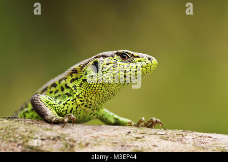 Portrait de curieux lézard sable sur un moignon de bois ( Lacerta agilis ) ; reptiles sauvages se dorant dans habitat naturel Banque D'Images