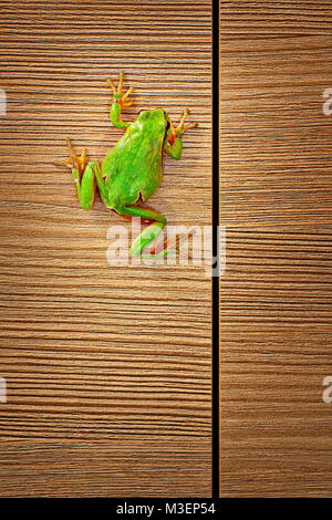 Jolie rainette de grimper sur des meubles en bois dans la maison ( Hyla arborea ) ; parfois, ces minuscules grenouilles entrer dans le domicile de nuit Banque D'Images