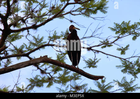 Grand oiseau sombre sur les branches d'arbres Banque D'Images