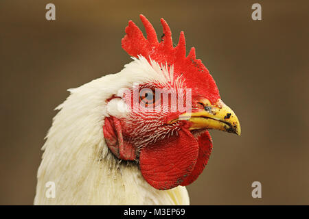 Portrait de poule blanche sur fond flou, image prise à la ferme bio sur un oiseau au bec de nourriture pleine de boue Banque D'Images