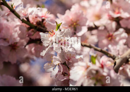 Printemps en fleurs. Fleurs de cerisier ou d'amande, l'arrière-plan flou, voir les détails Banque D'Images