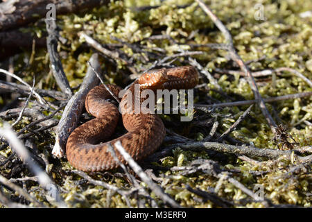 Nouvelle naissance/bébé/nouveau-né Adder Vipera berus dans l'herbe dans le Nord de l'Angleterre UK Banque D'Images