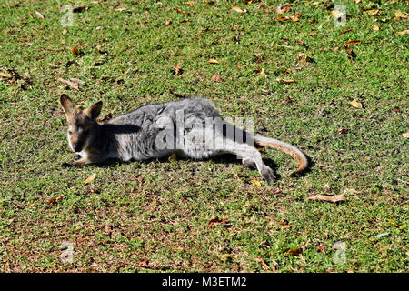 Beaux jeunes wild kangourou gris reposant sur l'herbe dans le Parc National de Bunya, Queensland, Australie Banque D'Images