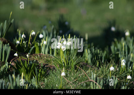 Close-up de beaux Crocus germination, le premier signe de la saison du printemps à Nymans Gardens dans West Sussex UK Banque D'Images