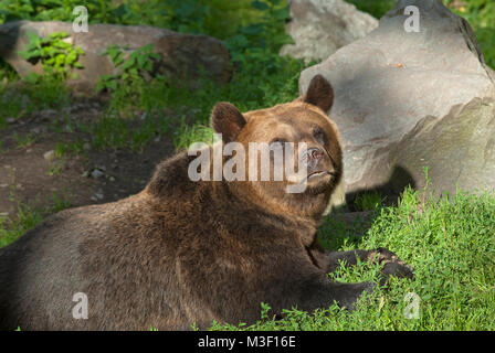 Ours brun (Ursus arctos), le Zoo de Skansen, Stockholm, Suède Banque D'Images