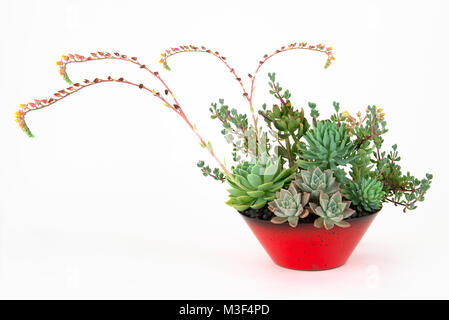 Arrangement spectaculaire d'un assortiment de plantes succulentes dans un pot de fleur rouge avec plusieurs coureurs de floraison, isolé sur blanc. Banque D'Images