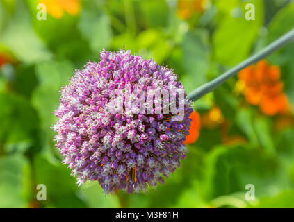 L'allium Globemaster fleur dans la lumière du soleil. Banque D'Images