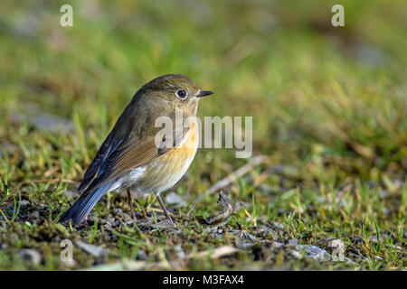 Les jeunes-Rouge (Tarsiger cyanurus flanqué Bluetail), Shetland, Écosse Banque D'Images