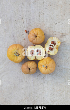 Chaenomeles x superba 'Crimson and Gold' . Fruits coing japonais sur une planche en bois Banque D'Images