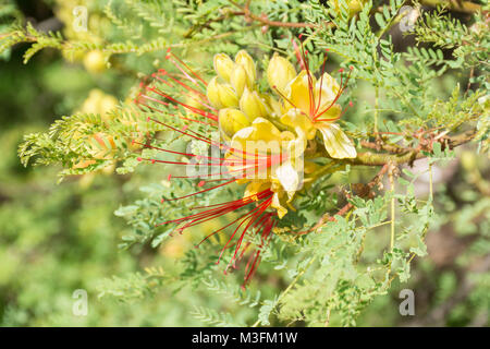 Caesalpinia gilliesii oiseau de paradis jaune, fleur, famille des Fabacées. Buenos Aires, Argentine Banque D'Images