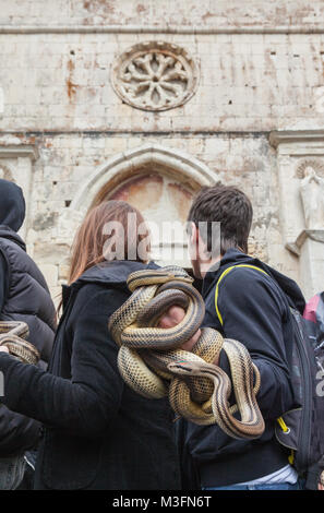 Un fidèle de Saint Domenica porte un enchevêtrement de serpents dans sa main. Cocullo, Abruzzes, Italie, Europe Banque D'Images