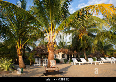 Palmiers sur la plage de Placencia, Belize Banque D'Images