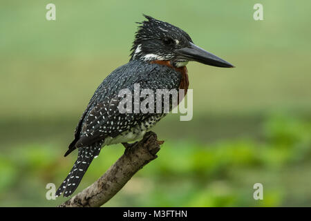 Kingfisher géant, Megaceryle maxima, Gambie, Afrique de l'Ouest Banque D'Images