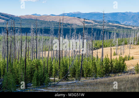 La nouvelle croissance de pins de Murray émergentes dans un une zone brûlée dans une forêt. Le Parc National de Yellowstone, Wyoming, USA Banque D'Images