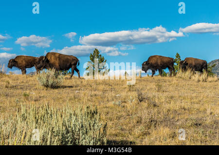 Troupeau de bisons broutants près de l'Île flottante du lac. Le Parc National de Yellowstone, Wyoming, USA Banque D'Images