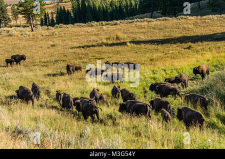 Troupeau de bisons broutants près de l'Île flottante du lac. Le Parc National de Yellowstone, Wyoming, USA Banque D'Images