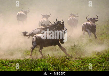 Gnous fuyant les prédateurs sur les plaines du Serengeti Banque D'Images