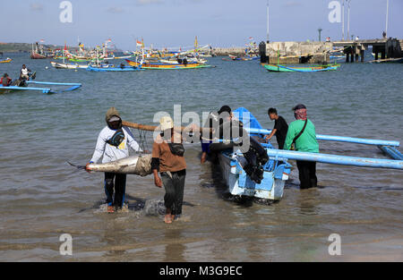 Les pêcheurs locaux transportant l'albacore de bateau de pêche pour market.Plage Jimbaran.L'île de Bali.Indoesia Banque D'Images