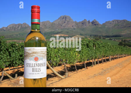 Bouteille de vin Stellenbsoch, avec les vignes derrière, dans la région vinicole du Cap, près de Cape Town, en Afrique du Sud Banque D'Images