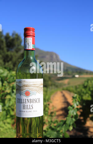 Bouteille de vin Stellenbsoch, avec les vignes derrière, dans la région vinicole du Cap, près de Cape Town, en Afrique du Sud Banque D'Images