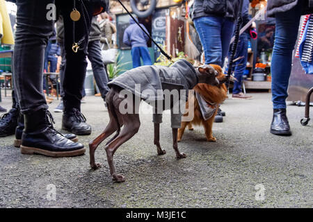 Les chiens et les marcheurs se rencontrent dans la rue Banque D'Images
