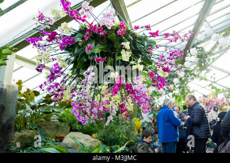 11 février 2018 - Première fois Kew extravaganza floral annuel a été inspiré par la Thaïlande. Pendant quatre semaines, les jardins de Kew accueilleront les visiteurs à sa 23e Festival annuel orchidées aux motifs et des expériences uniques. Credit : Subvention Vélaires/ZUMA/Alamy Fil Live News Banque D'Images