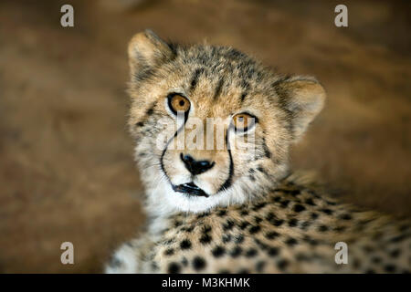 Afrique du Sud, Pretoria, Cheetah (Acionyx jubatus) Banque D'Images