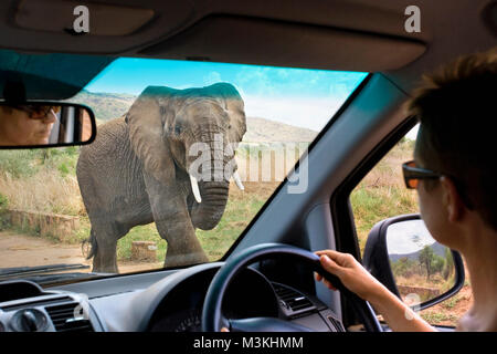 L'Afrique du Sud, près de Rustenburg, Parc National de Pilanesberg. L'éléphant d'Afrique. (Loxodonta africana). Voiture de tourisme. Banque D'Images