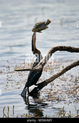 L'Afrique du Sud, près de Rustenburg, Parc National de Pilanesberg. Mankwe cacher. Le dard de l'Afrique. (Anhinga rufa). En essayant d'avaler le poisson. Banque D'Images