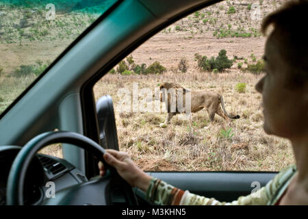 L'Afrique du Sud, près de Rustenburg, Parc National de Pilanesberg. Lion. (Panthera leo). Voir à partir de la voiture. Banque D'Images