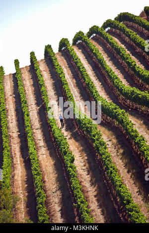 L'Afrique du Sud, Western Cape, près de Stellenbosch, Tokara Wine Estate et vignobles. Banque D'Images