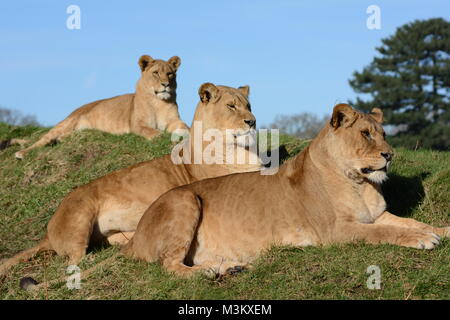 Groupe de lionnes se détendre au soleil Banque D'Images