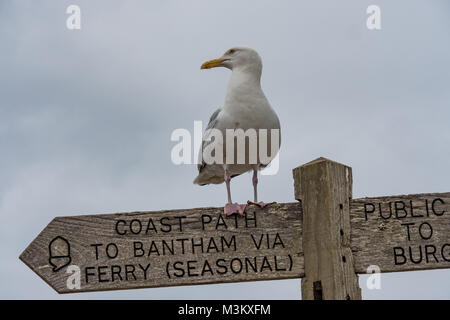 Une mouette se dresse sur une direction qui indique la façon de Bantham et Burgh Island dans le Devon. UK. Banque D'Images