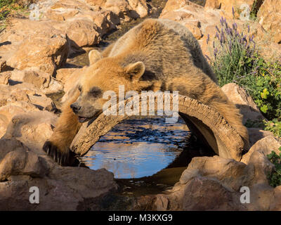 Athènes Spata Greece-April 25 ,2016.Atica parc zoologique,un ours ayant une sieste sous un bois de la paix Banque D'Images