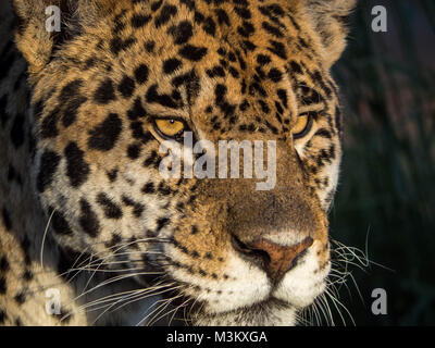 Athènes Spata Greece-April 25 ,2016.Atica parc zoologique,o leopard's close up,potrait Banque D'Images