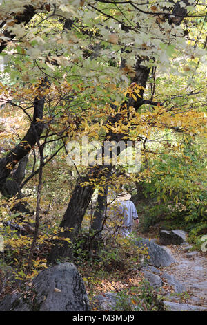 Un moine en descendant par le chemin de montagne en automne à Temple Beomeosa, Busan, Corée du Sud Banque D'Images