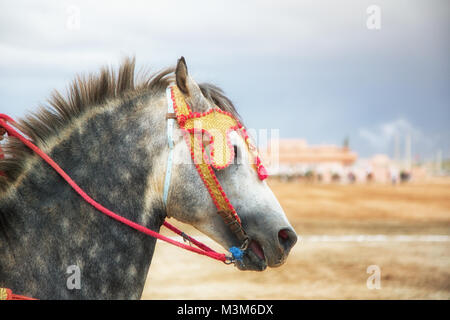 Chevaux et cavaliers le chargement avec les chevaux et le tir des fusils de guerre reproduisant des scènes d'attaque de Tbourida Mzoudia Maroc Banque D'Images