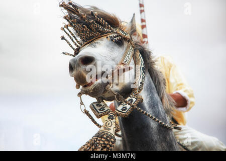 Chevaux et cavaliers le chargement avec les chevaux et le tir des fusils de guerre reproduisant des scènes d'attaque de Tbourida Mzoudia Maroc Banque D'Images