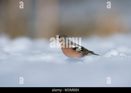 Un mâle (Fringilla coelebs Chaffinch commun) à la recherche de nourriture dans la neige, Ross-Shire, Ecosse, Royaume-Uni Banque D'Images
