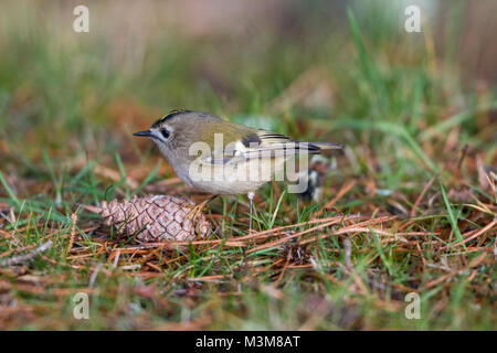 Un Goldcrest (Regulus regulus) à la recherche de nourriture sur le sol, Tain, Ross-Shire, en Écosse. Banque D'Images