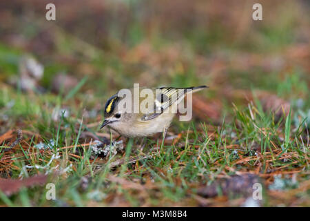 Un Goldcrest (Regulus regulus) à la recherche de nourriture sur le sol, Tain, Ross-Shire, en Écosse. Banque D'Images