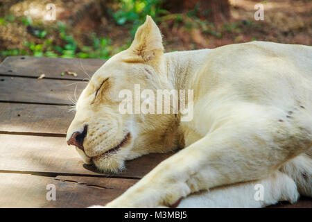 Lion blanc femelle se reposer et dormir Banque D'Images