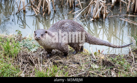 La loutre européenne (Lutra lutra) en marche près de l'eau Banque D'Images