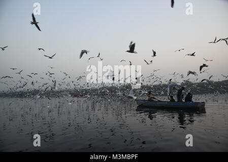 Infini de migrateurs Oiseaux Mouette Sibérie volent le matin avec le lever du soleil à Banque Yamuna river, Delhi, Inde, Asie Banque D'Images