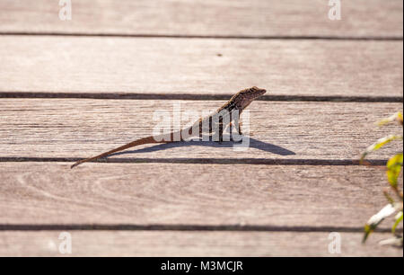 Anolis sagrei anole cubain brun perché sur une promenade dans le Refuge national Ding Darling à Sanibel Island, Floride Banque D'Images