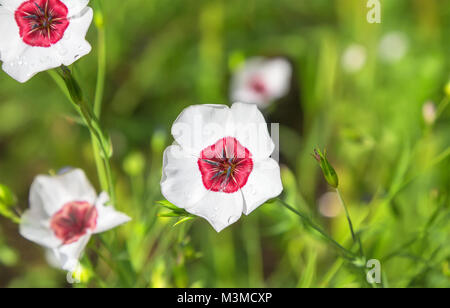 Fleurs de lin blanc dans le jardin. Linum grandiflorum. Banque D'Images